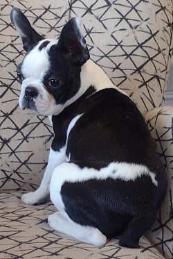 Black/white limited splash Boston Terrier