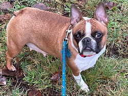 Fawn with black mask Boston Terrier