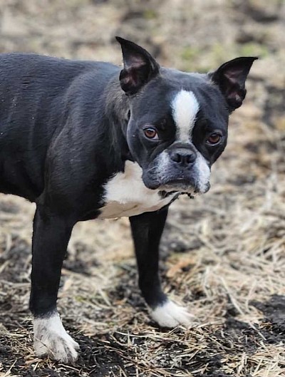 Bootsie- black brindle female Boston